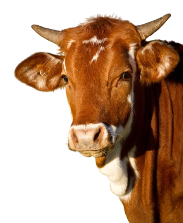 The Best Feed in Nepal: Posilo Cattle Feed