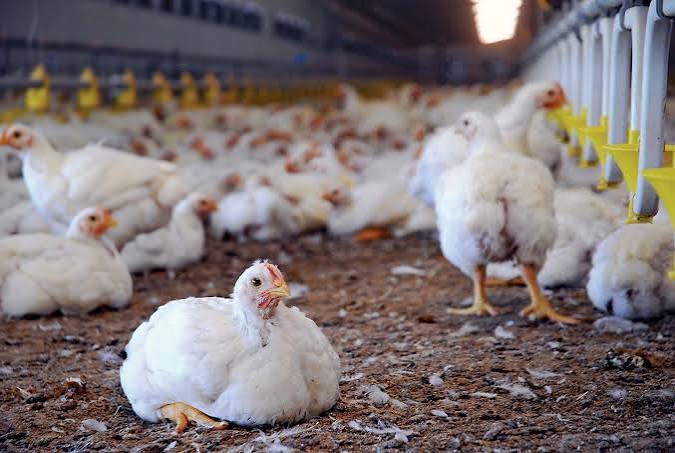 Committed to environmentally responsible poultry farming for a healthier future.